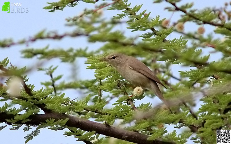 Sykes's Warbler